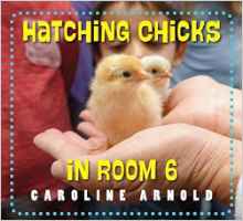 Hatching Chicks in Room 6