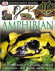 Amphibian