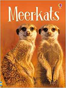 Meerkats (Beginners)