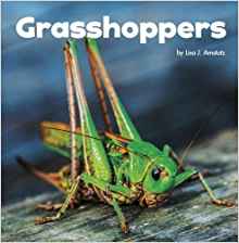 Grasshoppers (Little Pebble: Little Creatures)