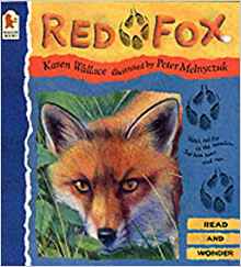 Red Fox (Read & Wonder)