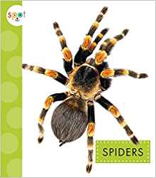 Spiders (Spot Creepy Crawlies)