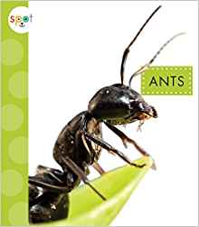 Ants (Spot Creepy Crawlies)