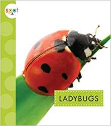 Ladybugs (Spot Creepy Crawlies)