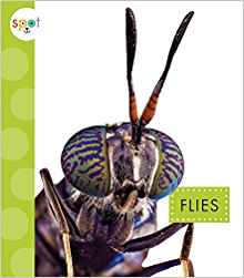 Flies (Spot Creepy Crawlies)