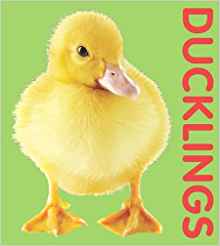 Photographic Shaped Board Book: Ducklings