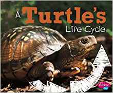 A Turtle's Life Cycle (Explore Life Cycles)