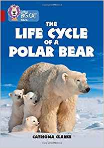 Collins Big Cat – The Life Cycle of a Polar Bear: Band 14/Ruby