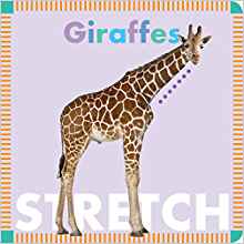 Giraffes Stretch