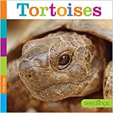 Tortoises (Seedlings)