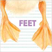 Feet (Question and Animal)