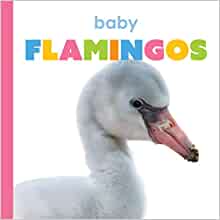 Baby Flamingos (Starting Out)