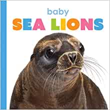 Baby Sea Lions (Starting Out)