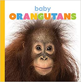 Baby Orangutans (Starting Out)