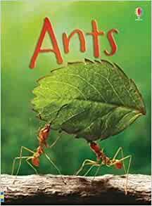 Ants - IR by Lucy Bowman (2015-12-01)