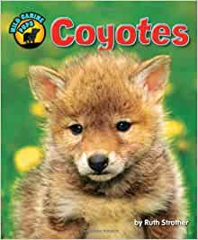 Coyotes (Wild Canine Pups)