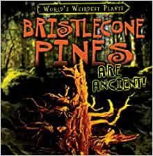 Bristlecone Pines Are Ancient! (World's Weirdest Plants)