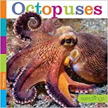 Octopuses (Seedlings)