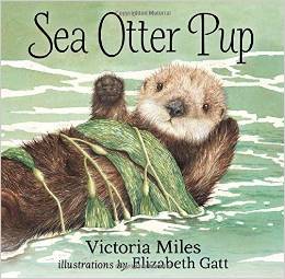 Sea Otter Pup