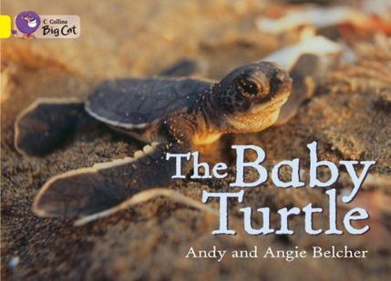 The Baby Turtle(Collins Big Cat)