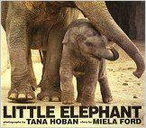 little elephant