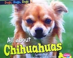 All about Chihuahuas