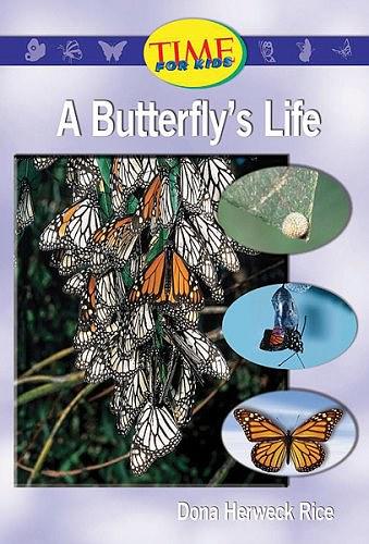 A Butterfly's Life