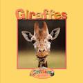 Giraffes