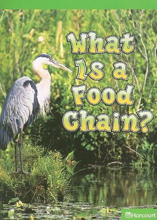 What Is a Food Chain?