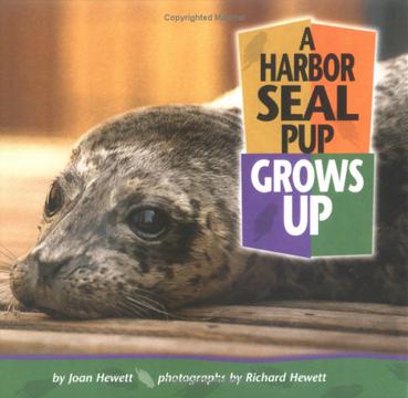 A Harbor Seal Pup Grows Up