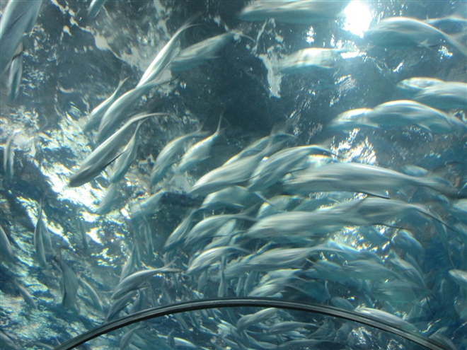 上海海洋水族館