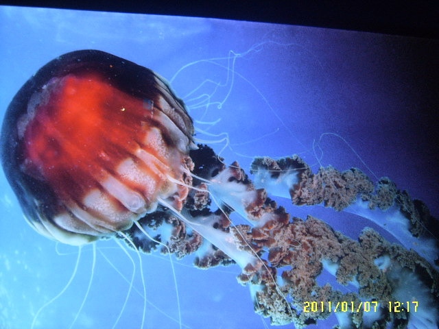 海洋水族館——探