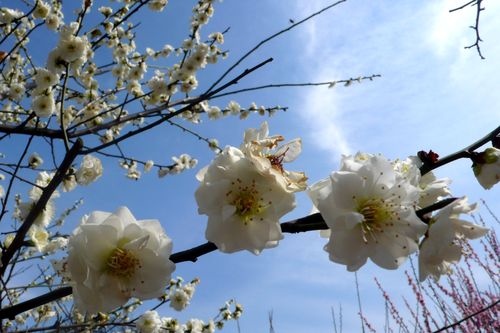 行走植物園