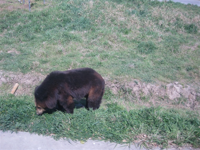 2011春游：野生動