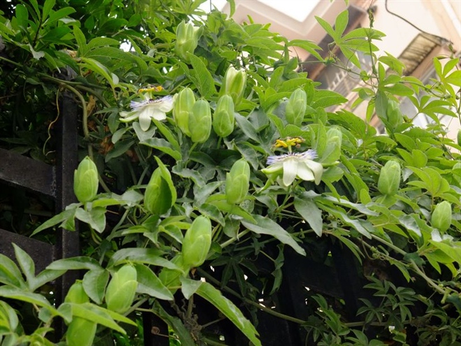 喜歡養(yǎng)花的看過來