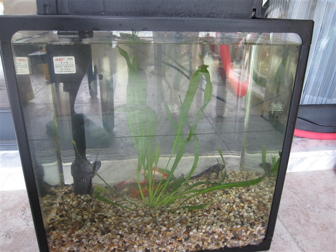 有了魚缸了