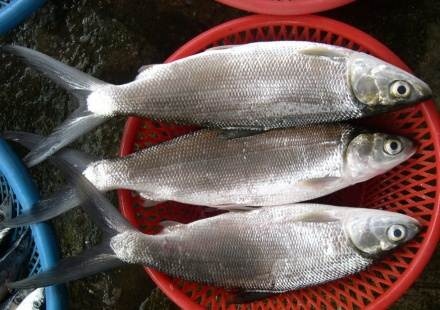 太活蹦亂跳的魚(yú)，