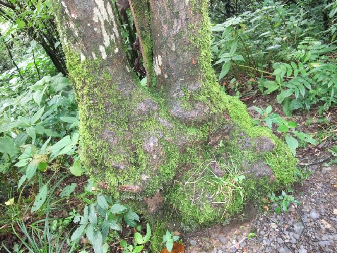 梵凈山的花花草草