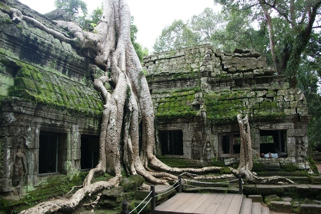 塔布蘢寺—塔與樹