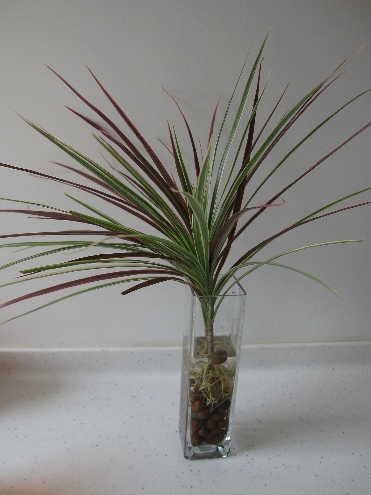 水培植物
