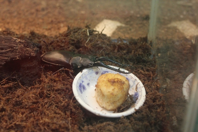 逛大自然野生昆蟲