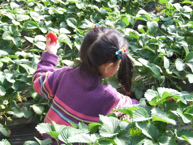 小湯山草莓奧運(yùn)會(huì)