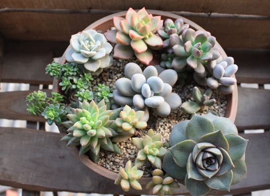 多肉植物的拼盤