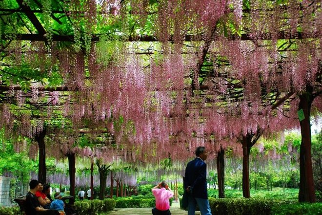 大愛(ài)花季的嘉定紫