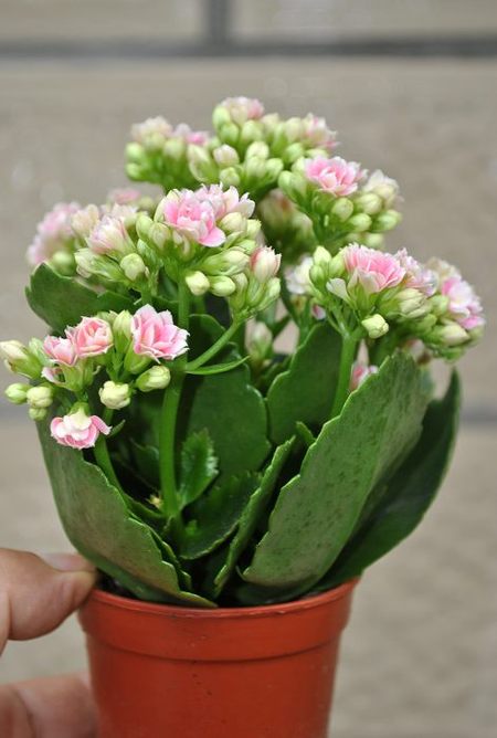 春天的开花植物—长寿花