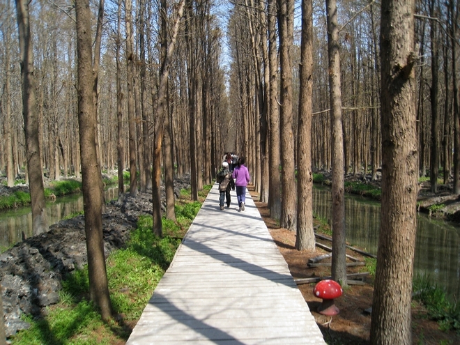 興化水上森林公園