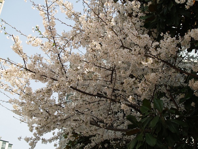 櫻花開了，小區(qū)植