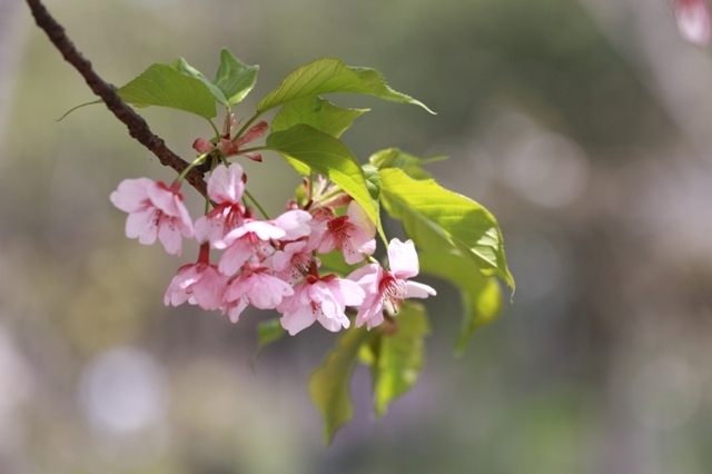 顧村公園賞花記