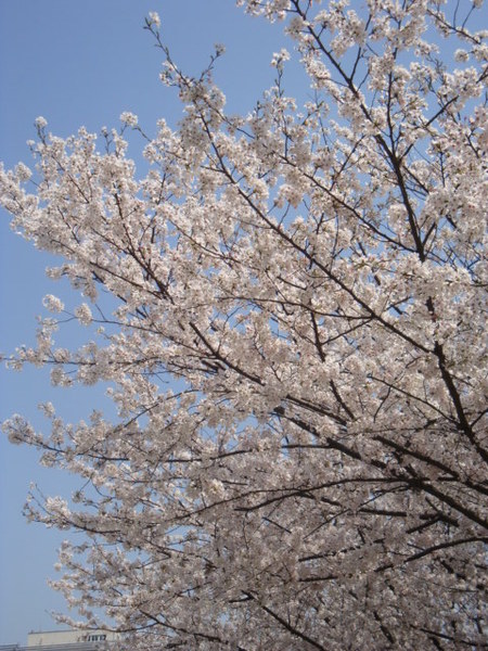 同濟(jì)大學(xué)的櫻花路