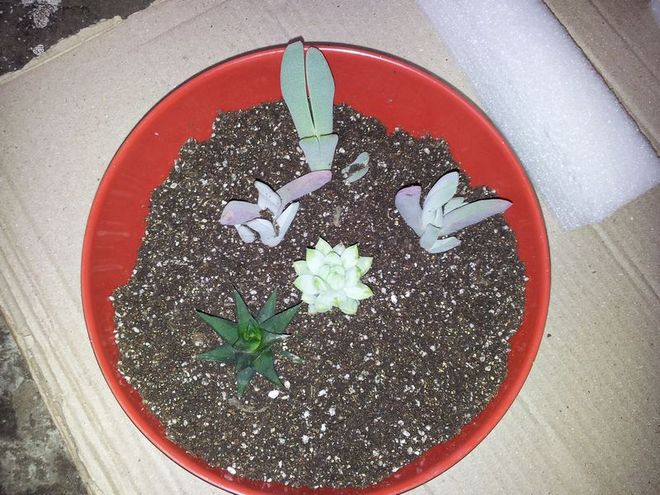 我第一盆拼盤(pán)練手